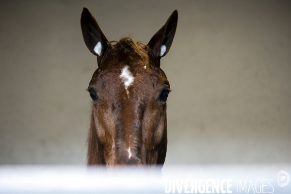 Prix d Amérique 2022