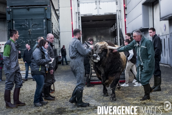 Salon de l Agriculture - Arrivee des Grands Animaux