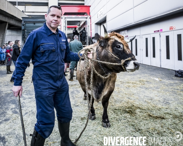 Salon de l Agriculture - Arrivee des Grands Animaux