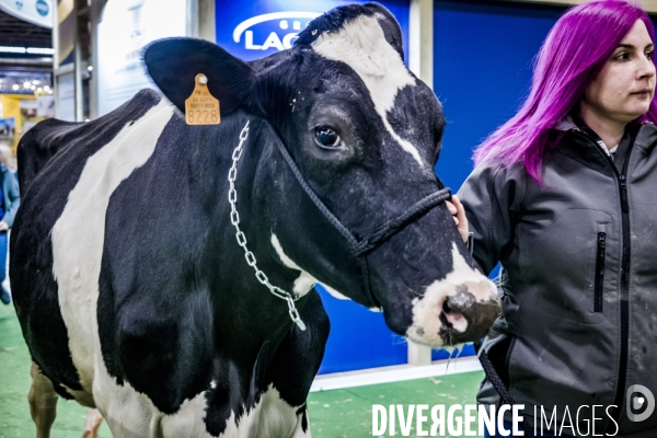 Salon de l Agriculture - Arrivee des Grands Animaux