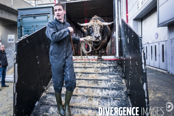 Salon de l Agriculture - Arrivee des Grands Animaux