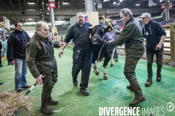 Salon de l Agriculture - Arrivee des Grands Animaux