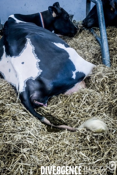 Salon de l Agriculture - Les Grands Animaux