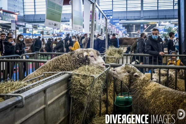 Salon de l Agriculture - Les Grands Animaux