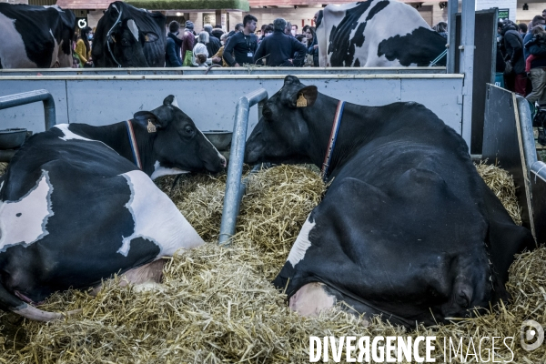 Salon de l Agriculture - Les Grands Animaux