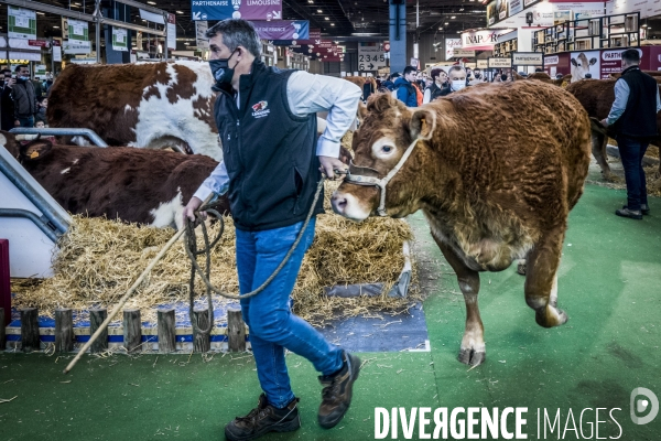 Salon de l Agriculture - Les Grands Animaux