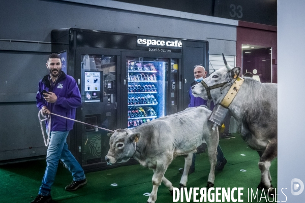 Salon de l Agriculture - Les Grands Animaux