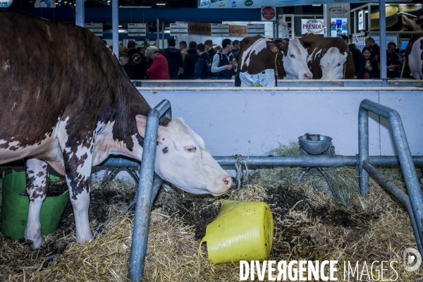 Salon de l Agriculture - Les Grands Animaux