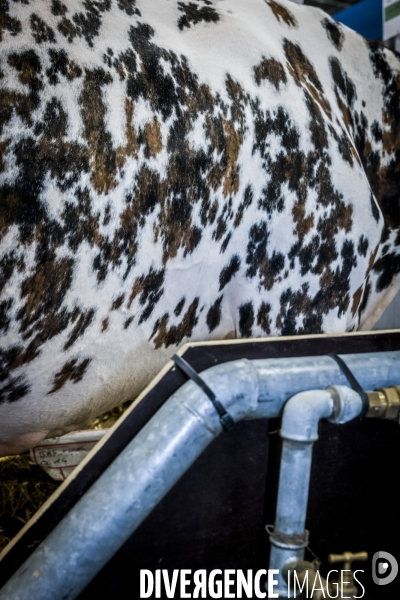 Salon de l Agriculture - Les Grands Animaux