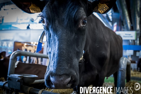 Salon de l Agriculture - Les Grands Animaux