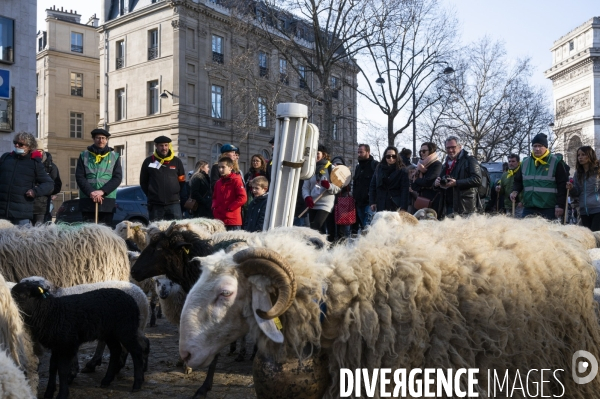 2022 ovins déscendent les Champs Elysées