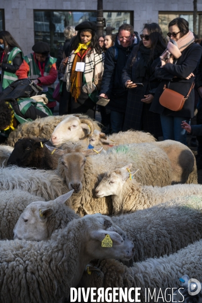 2022 ovins déscendent les Champs Elysées