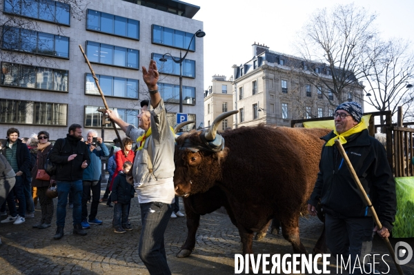 2022 ovins déscendent les Champs Elysées