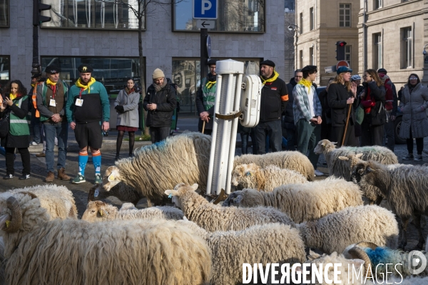 2022 ovins déscendent les Champs Elysées