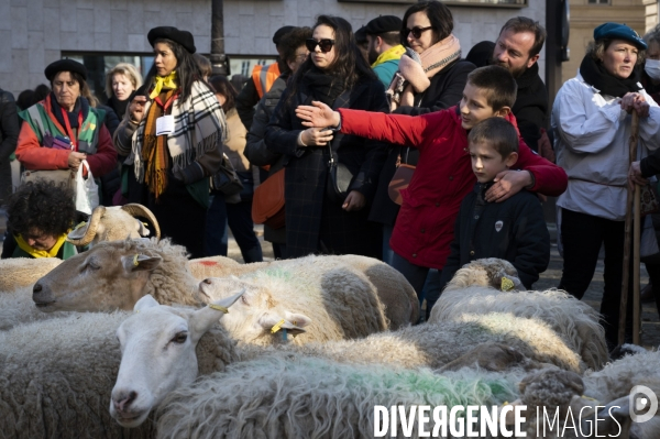 2022 ovins déscendent les Champs Elysées