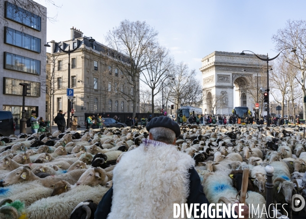 2022 ovins déscendent les Champs Elysées