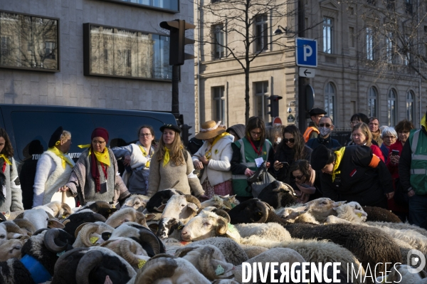 2022 ovins déscendent les Champs Elysées