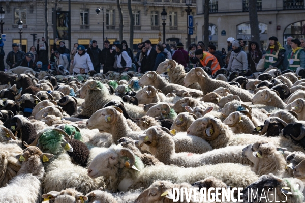 2022 ovins déscendent les Champs Elysées