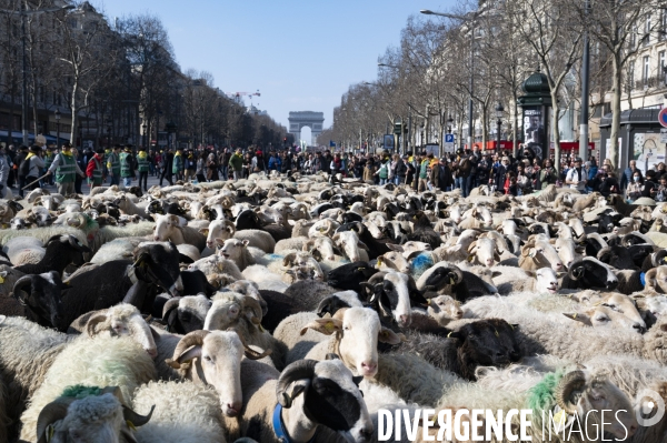 2022 ovins déscendent les Champs Elysées