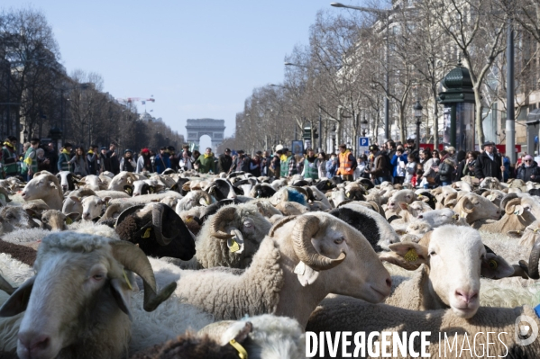 2022 ovins déscendent les Champs Elysées