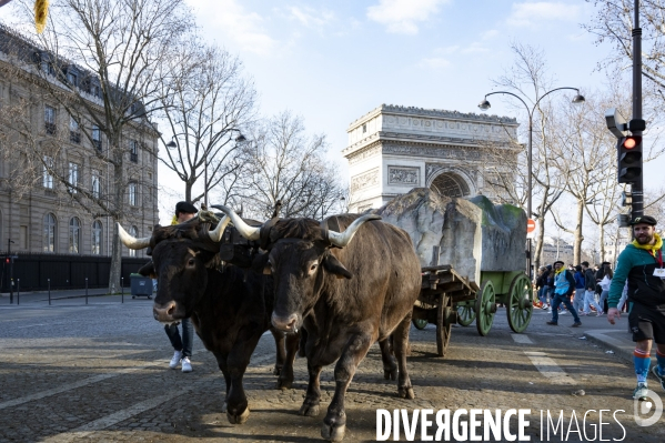 2022 ovins déscendent les Champs Elysées