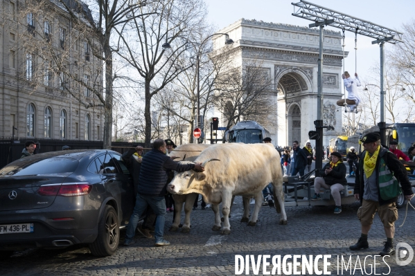 2022 ovins déscendent les Champs Elysées