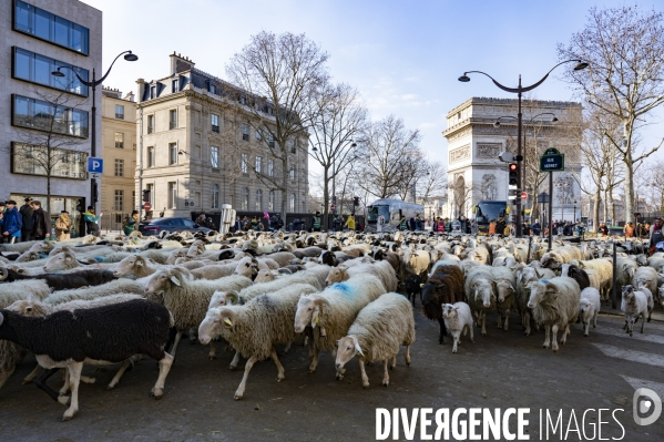 2022 ovins déscendent les Champs Elysées