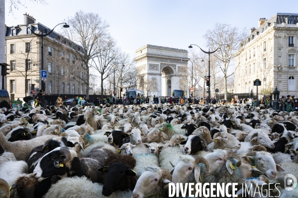 2022 ovins déscendent les Champs Elysées