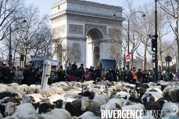 2022 ovins déscendent les Champs Elysées