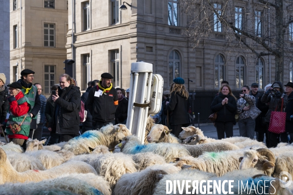 2022 ovins déscendent les Champs Elysées