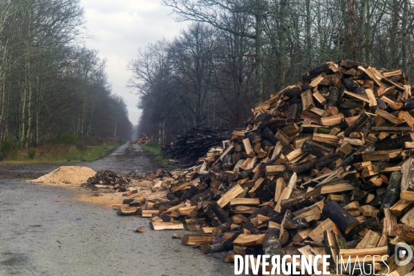 Arbres,bois et forêt