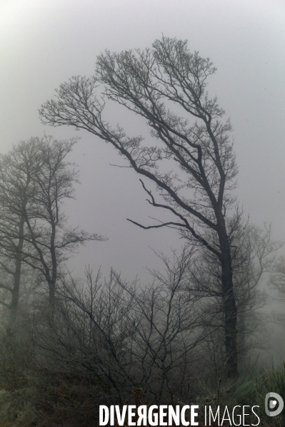 Arbres,bois et forêt