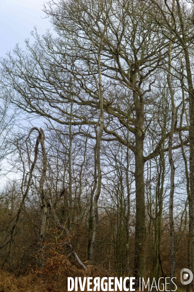 Arbres,bois et forêt