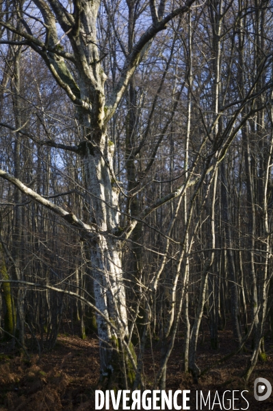 Arbres,bois et forêt