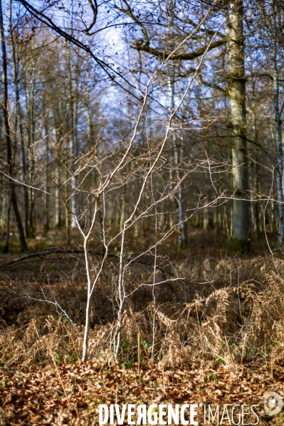 Arbres,bois et forêt