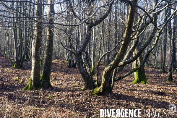 Arbres,bois et forêt