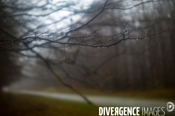 Arbres,bois et forêt