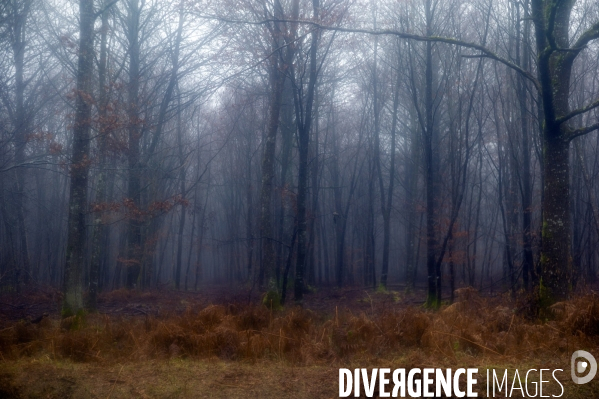 Arbres,bois et forêt