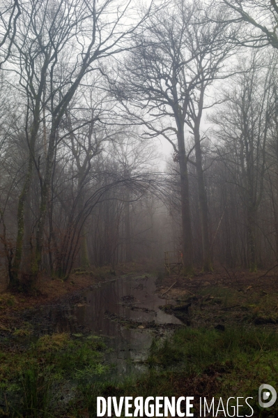 Arbres,bois et forêt