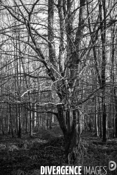Arbres,bois et forêt