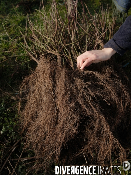 Plantation de haies et d arbres par le collectif Aux Arbres Etc.