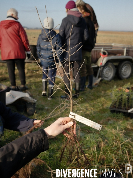 Plantation de haies et d arbres par le collectif Aux Arbres Etc.