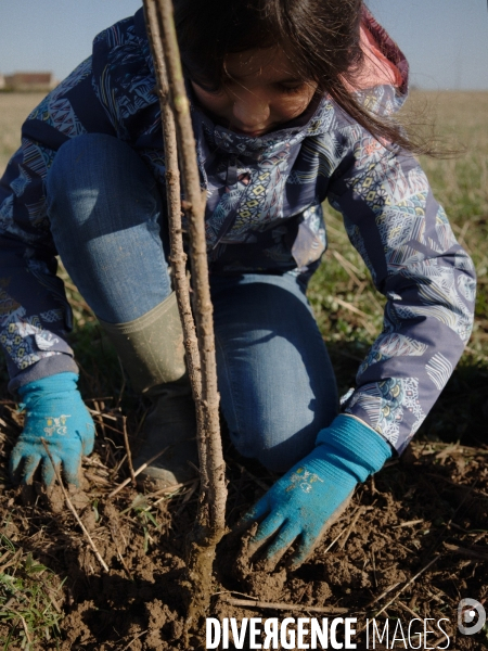 Plantation de haies et d arbres par le collectif Aux Arbres Etc.