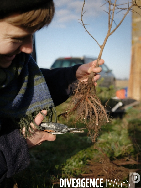 Plantation de haies et d arbres par le collectif Aux Arbres Etc.