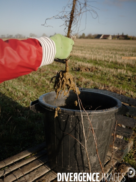 Plantation de haies et d arbres par le collectif Aux Arbres Etc.