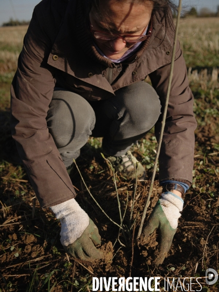 Plantation de haies et d arbres par le collectif Aux Arbres Etc.