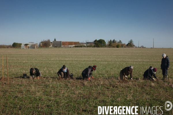 Plantation de haies et d arbres par le collectif Aux Arbres Etc.