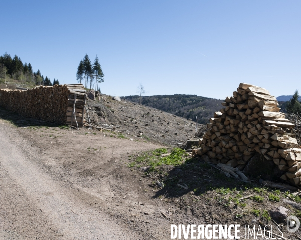 Nos forets devastees
