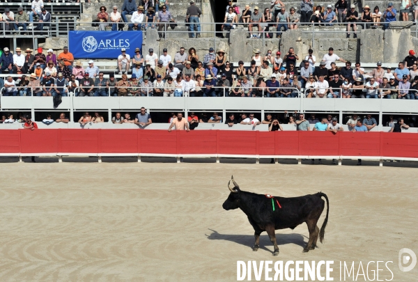 La course camarguaise