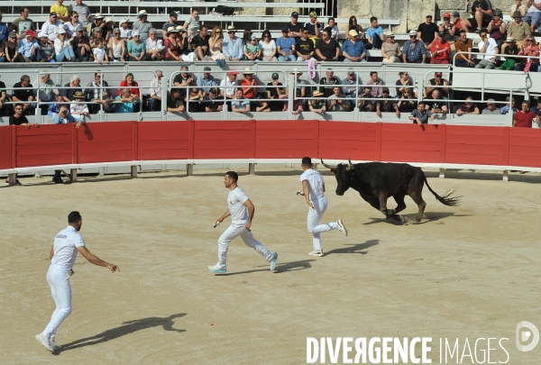 La course camarguaise